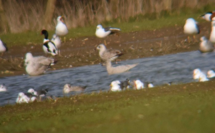 Iceland Gull