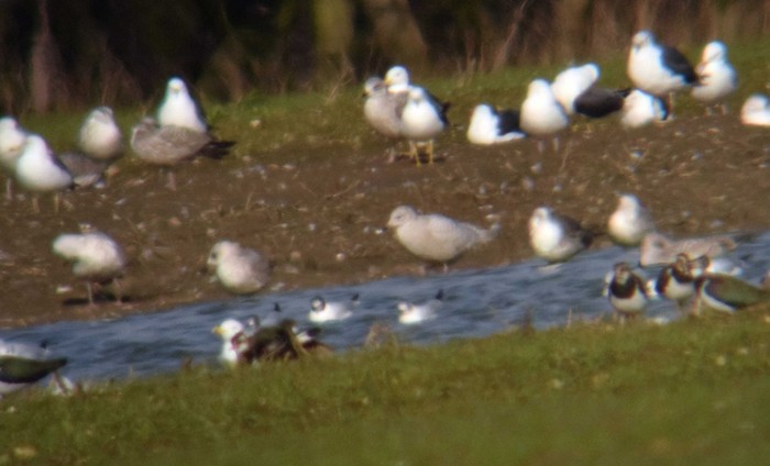 Iceland Gull