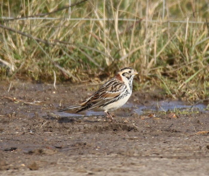 Lapland Bunting
