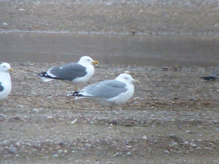 Caspian Gull