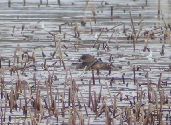Pied-billed Grebe