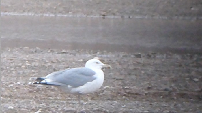 Caspian Gull