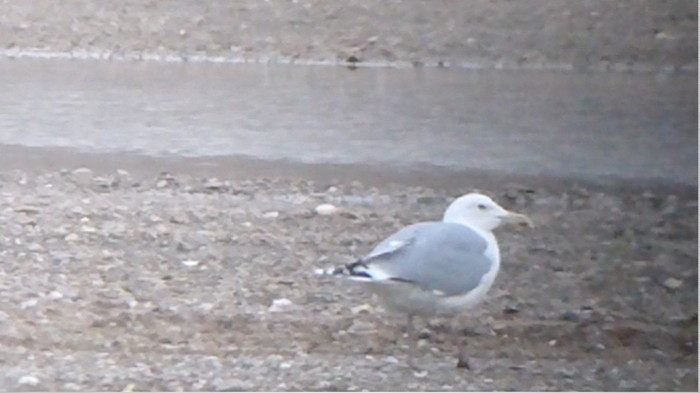 Caspian Gull