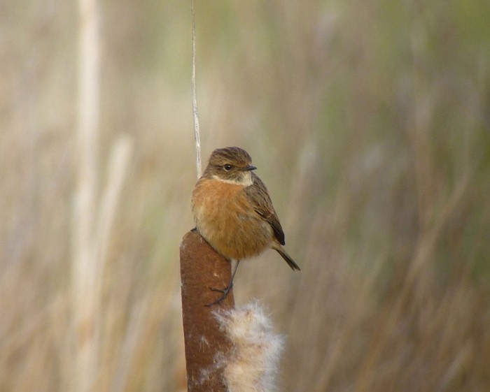 Stonechat