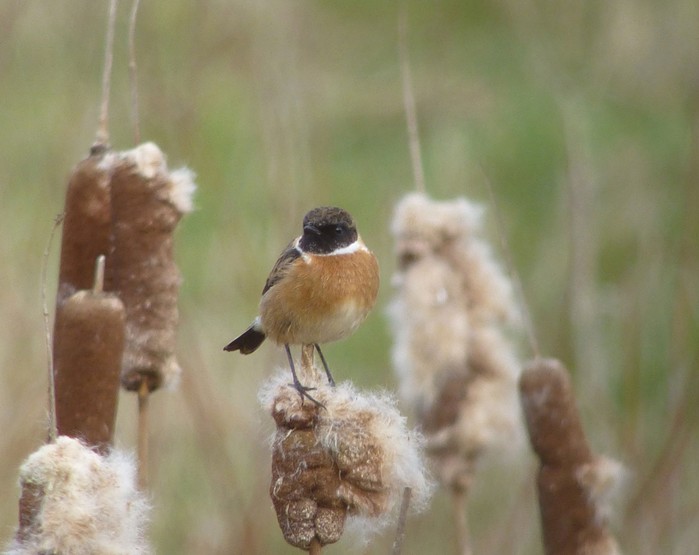 Stonechat
