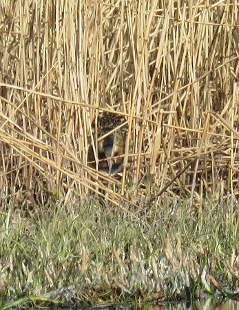 Bittern