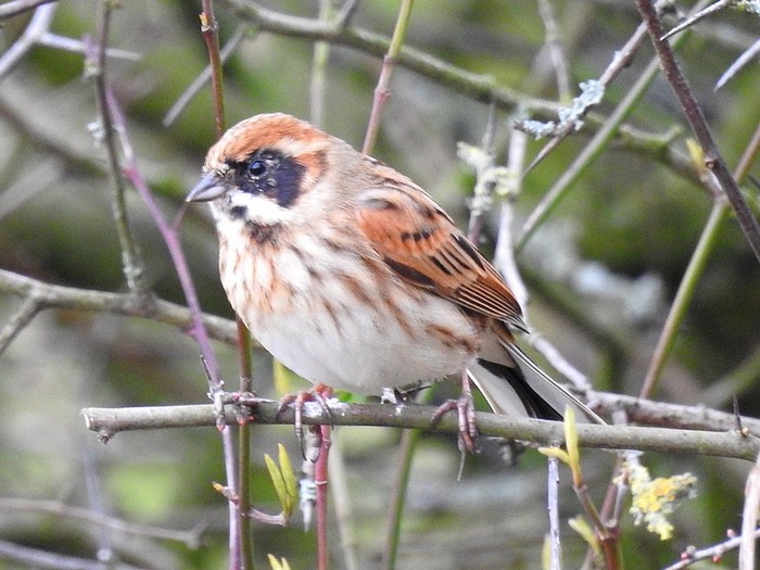 Reed Bunting