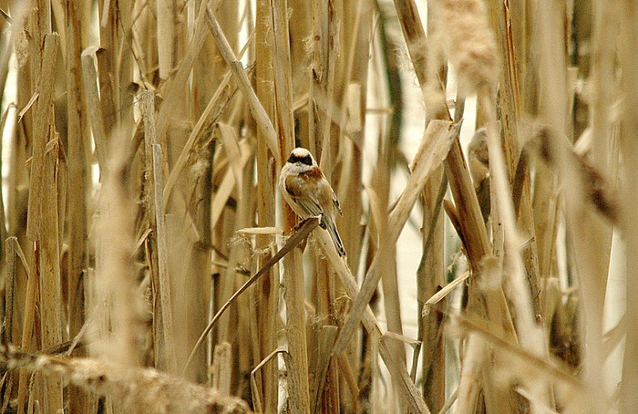 Penduline Tit