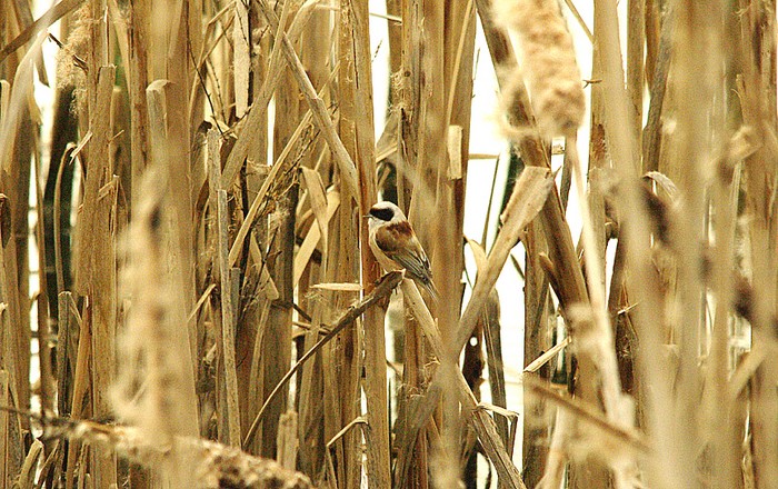Penduline Tit