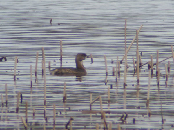 Pied-billed Grebe