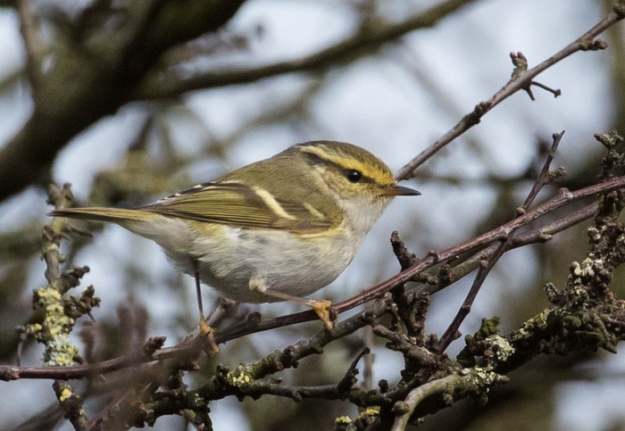 Pallas's Warbler