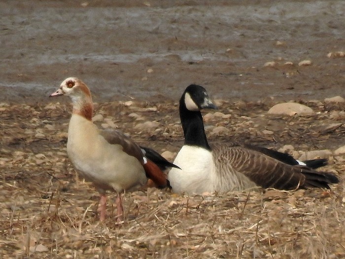 Egyptian Goose