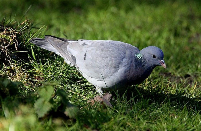 Stock Dove