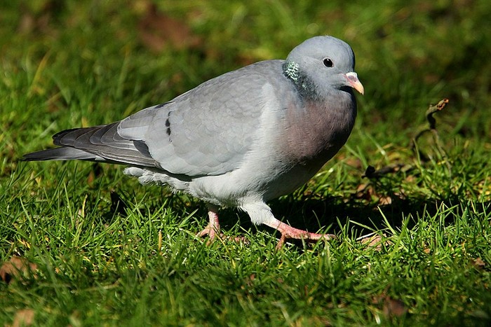 Stock Dove
