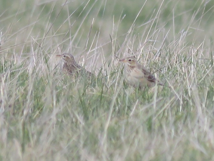 Richard's Pipit