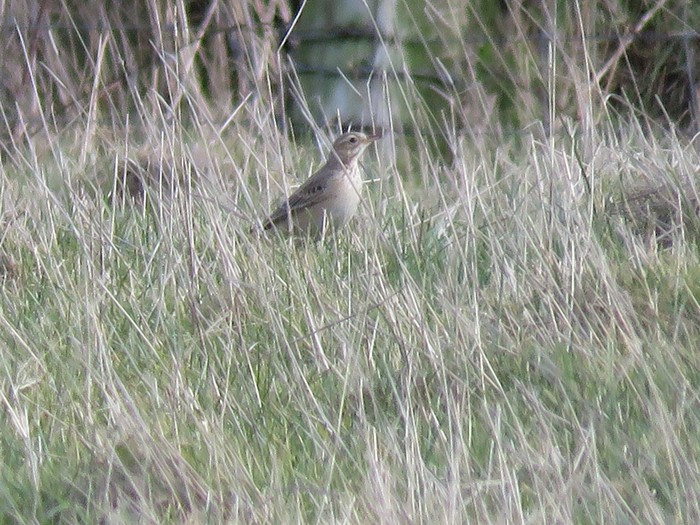 Richard's Pipit