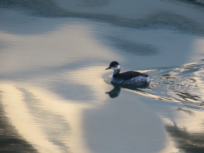 Black-necked Grebe