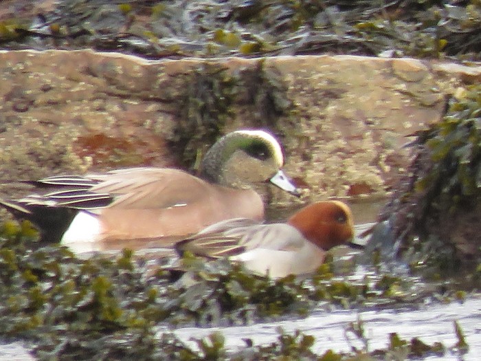 American Wigeon