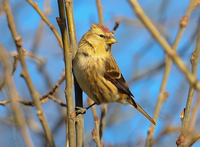 Lesser Redpoll