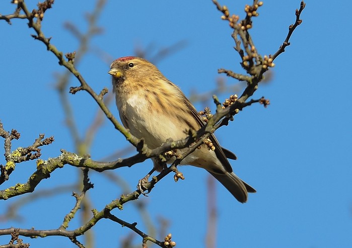 Lesser Redpoll