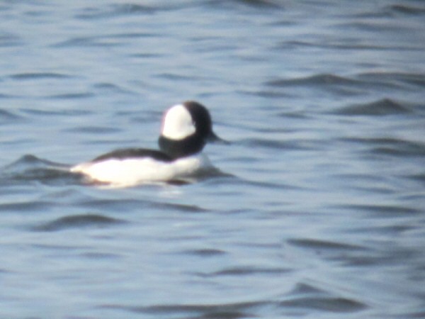 Bufflehead