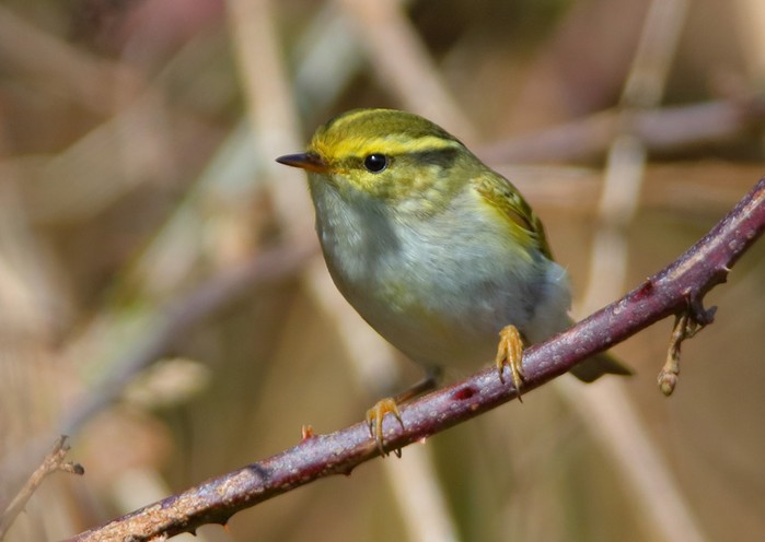 Pallas's Warbler