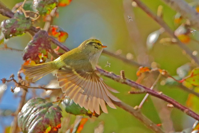 Pallas's Warbler