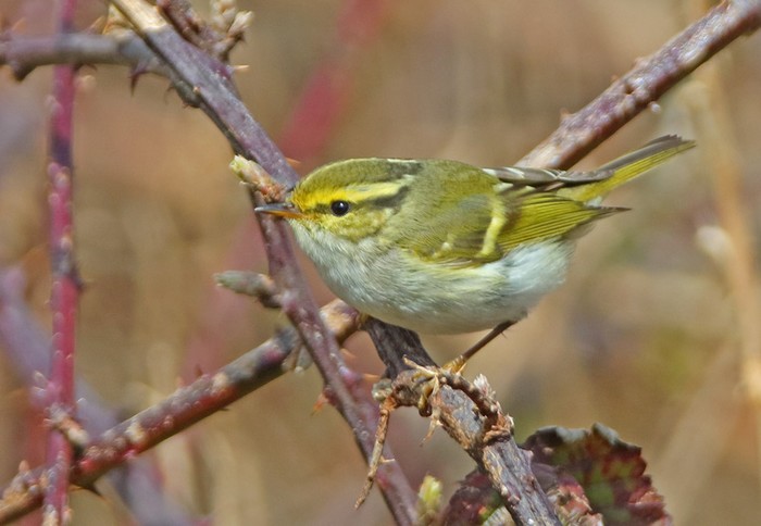 Pallas's Warbler