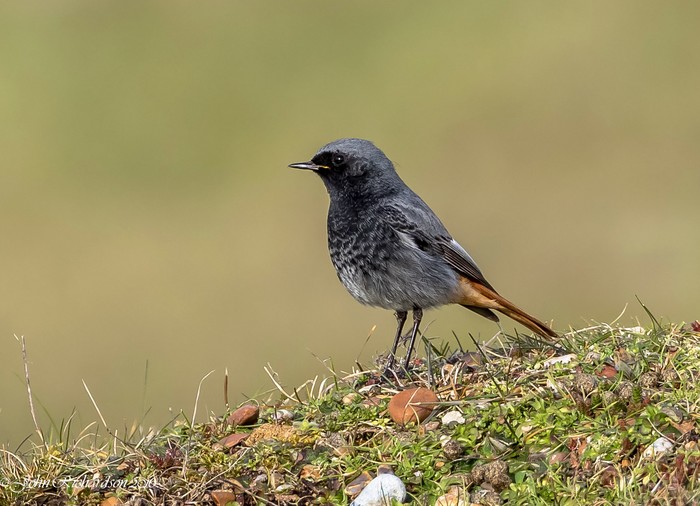 Black Redstart