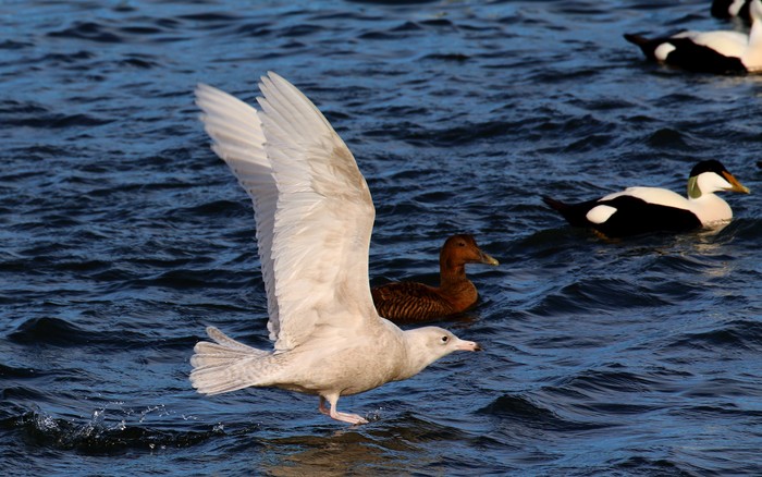 Glaucous Gull