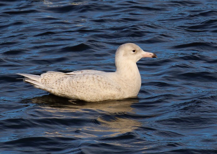 Glaucous Gull