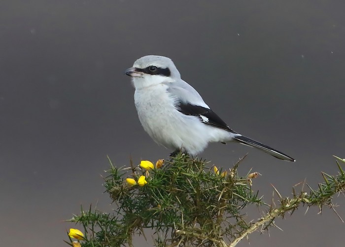 Great Grey Shrike