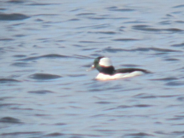 Bufflehead