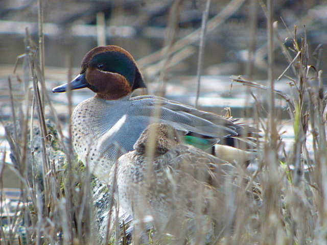 Green-winged Teal