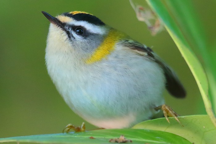 Firecrest