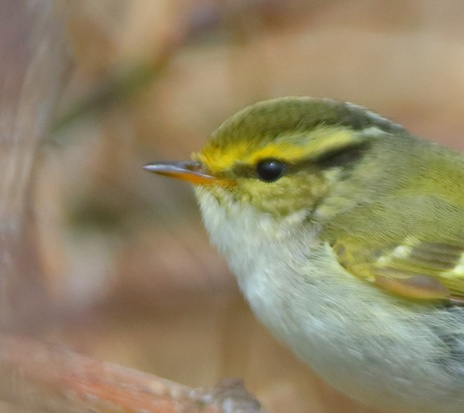 Pallas's Warbler
