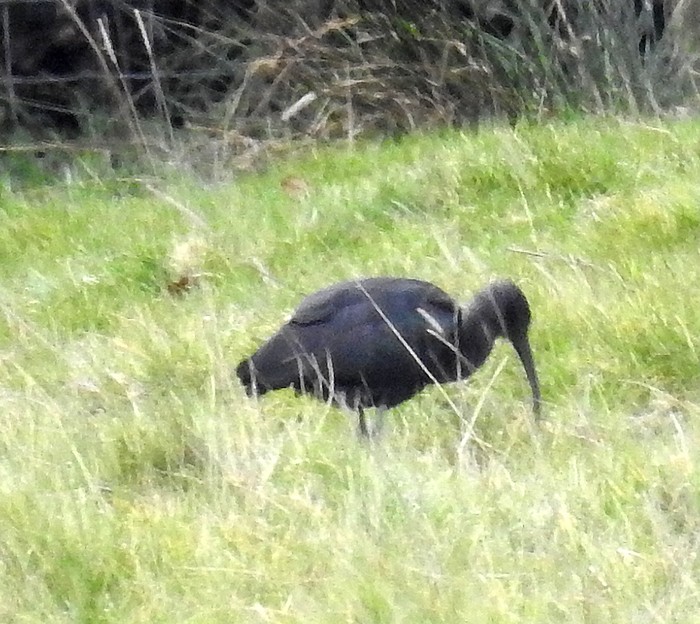 Glossy Ibis