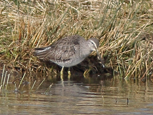 Long-billed Dowitcher