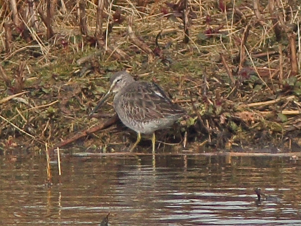 Long-billed Dowitcher