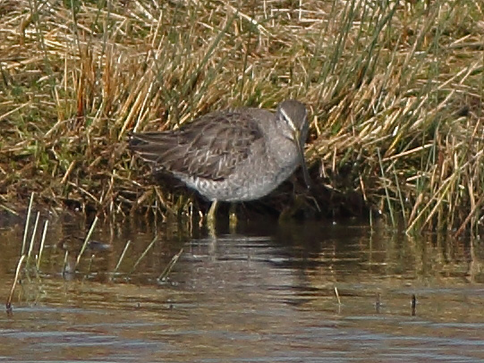 Long-billed Dowitcher