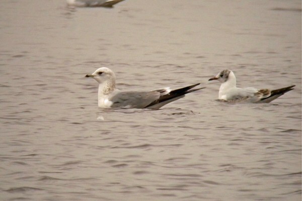 Common Gull