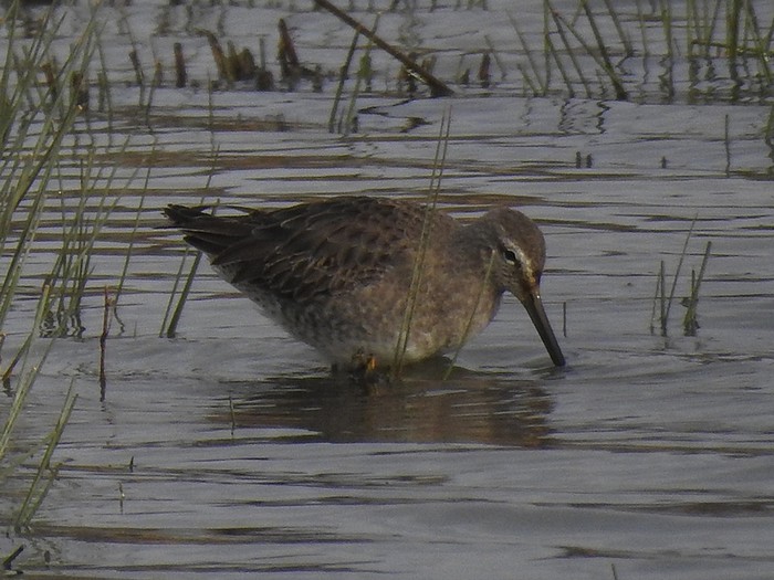 Long-billed Dowitcher