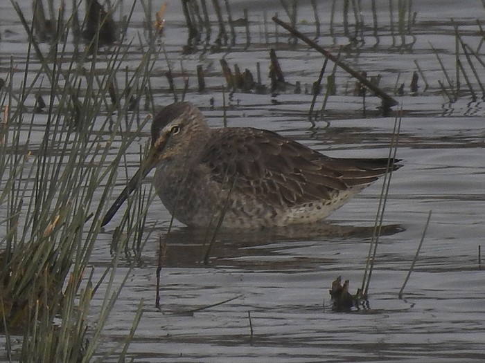 Long-billed Dowitcher