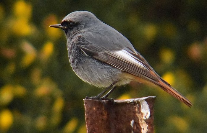 Black Redstart