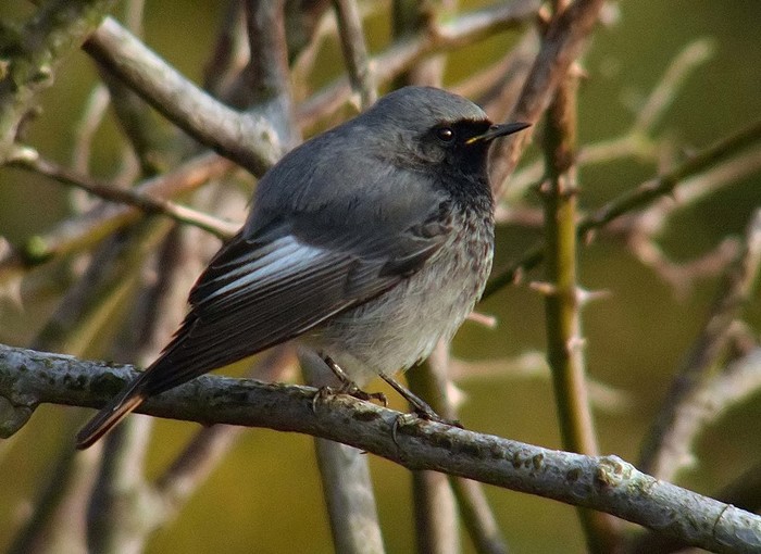 Black Redstart