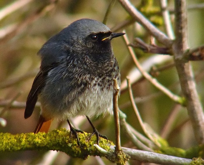 Black Redstart