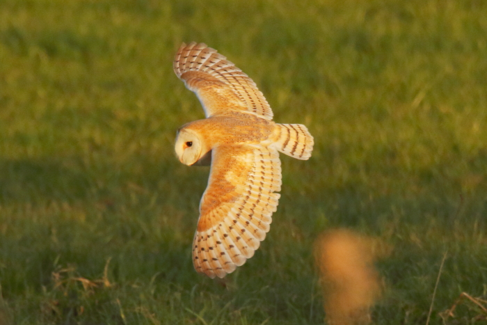 Barn Owl