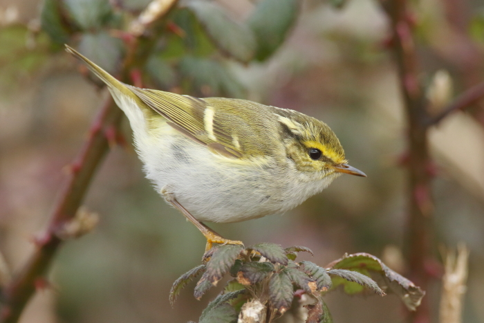 Pallas's Warbler