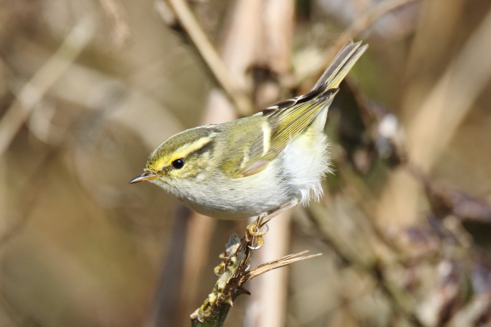 Pallas's Warbler