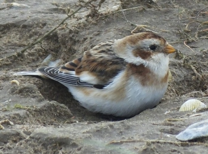 Snow Bunting